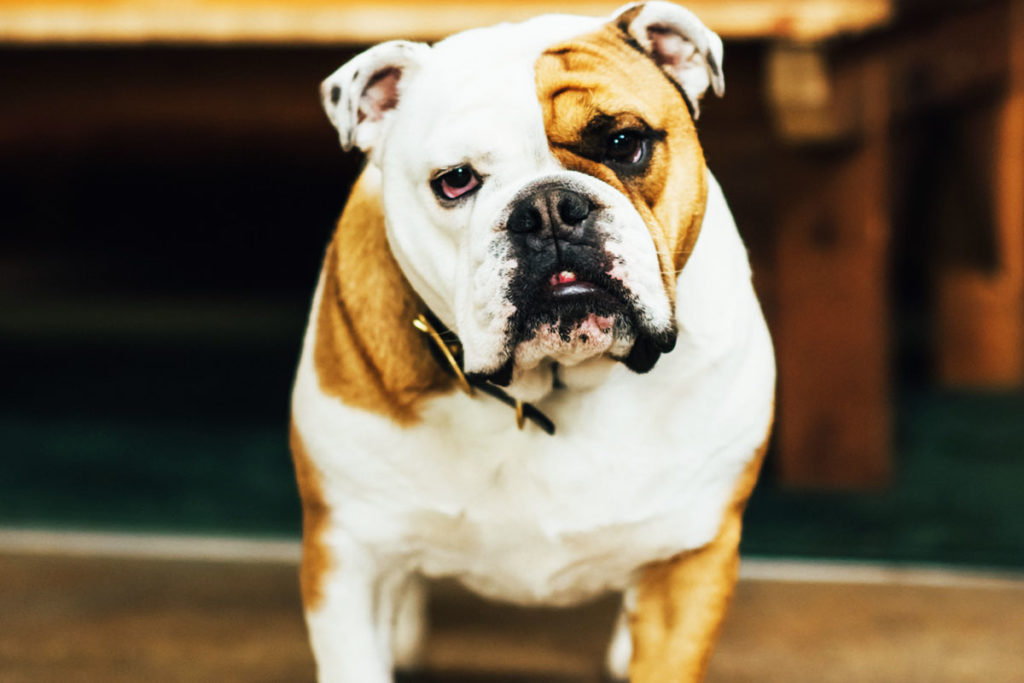 Regal bulldog with a unique half-brown, half-white face, exuding a stern yet charming presence indoors.